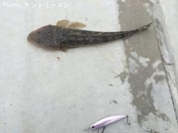マゴチ-2015-5-28 8:22