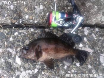 メバル-2015-5-30 6:16