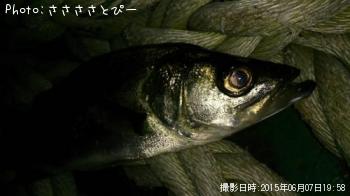 メバル＆シーバス-2015-6-7 19:53