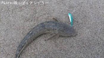 マゴチ-2015-6-21 5:40