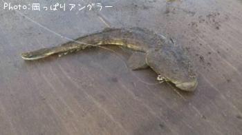 マゴチ-2015-6-20 5:42