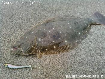 ヒラメ-2015-6-27 16:30