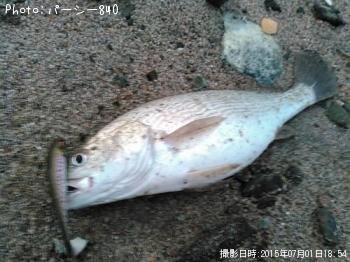 イシモチ-2015-7-1 18:54