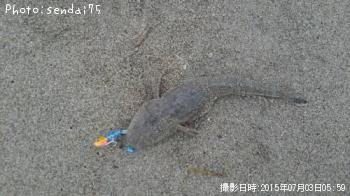 マゴチ-2015-7-3 5:59