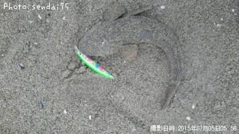 マゴチ-2015-7-5 5:58