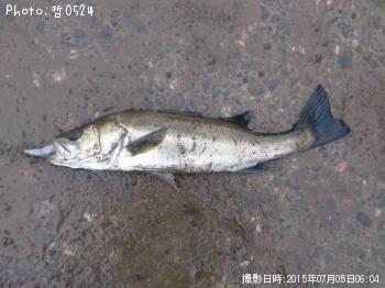 シーバス-2015-7-5 6:4