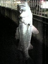 SeaBass-2006-10-13 19:53