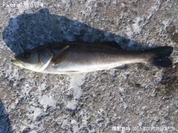 シーバス-2015-7-20 6:28