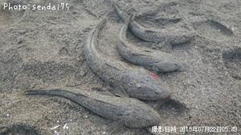 マゴチ-2015-7-22 5:43