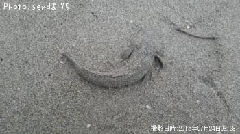 マゴチ-2015-7-24 6:28