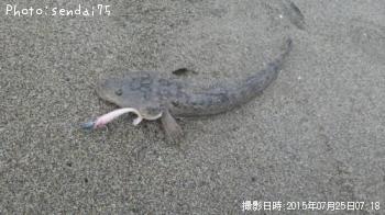 マゴチ-2015-7-25 7:18