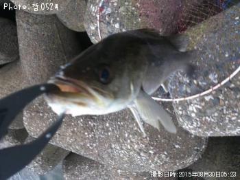 シーバス-2015-8-30 5:23