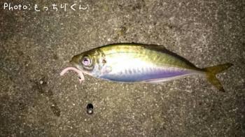 アジ-2015-8-31 19:26