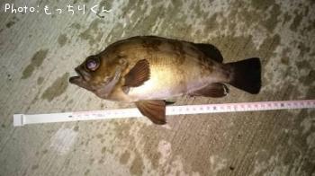 メバル-2015-9-12 19:44