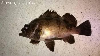 メバル-2015-9-12 21:22