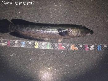 滋賀県-雷魚