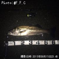 シーバス-2015-9-15 23:48
