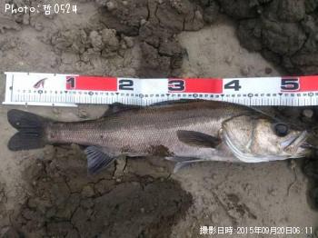 シーバス-2015-9-20 6:11