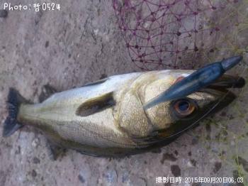 シーバス-2015-9-20 6:3