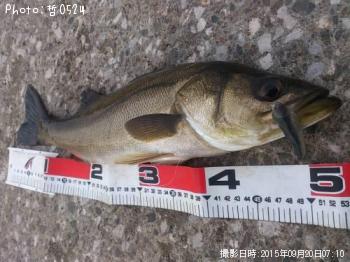 シーバス-2015-9-20 7:10