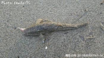 マゴチ-2015-9-20 5:54