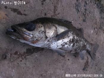 シーバス-2015-9-21 5:53