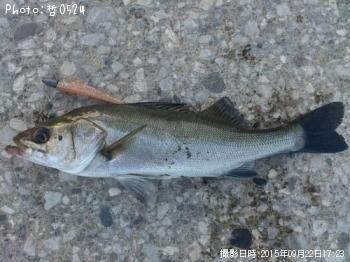 シーバス-2015-9-22 17:23