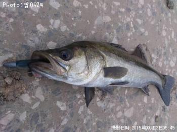 シーバス-2015-9-23 5:45