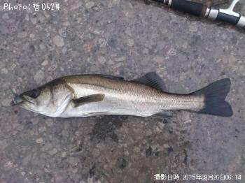 シーバス-2015-9-26 6:14