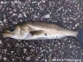 シーバス-2015-9-26 6:33