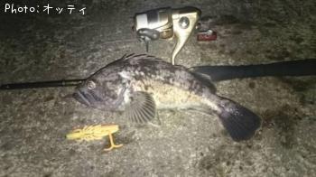 クロソイ-2015-9-26 21:24