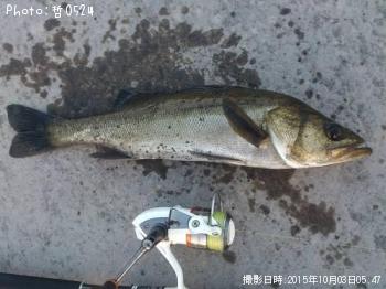 シーバス-2015-10-3 5:47