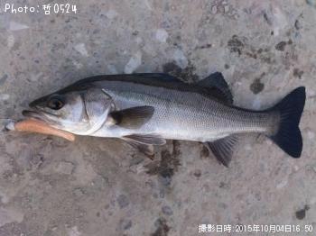 シーバス-2015-10-4 16:50