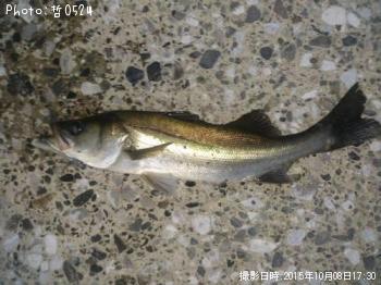 シーバス-2015-10-8 16:54