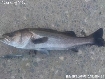 シーバス-2015-10-12 6:35