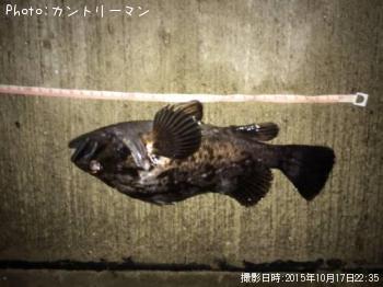クロソイ-2015-10-17 22:35