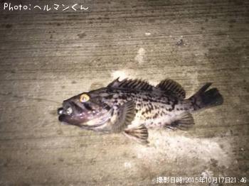クロソイ-2015-10-17 21:46