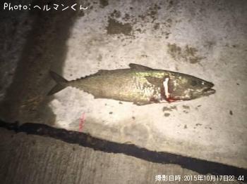 サバ-2015-10-17 22:44