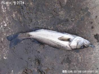 シーバス-2015-10-18 7:29