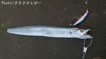 サーフ太刀魚-2015-10-18 6:28