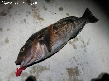 アイナメ-2015-10-20 20:12