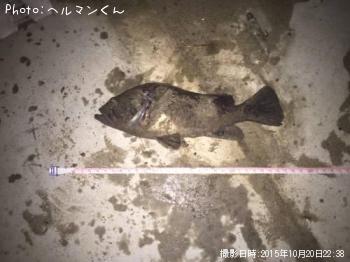 クロソイ-2015-10-20 22:38