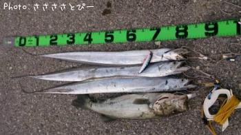 太刀魚＆ヒラメ