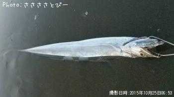 太刀魚＆ヒラメ