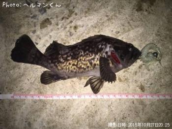 クロソイ-2015-10-27 20:25