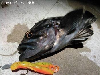 クロソイ-2015-10-29 21:1