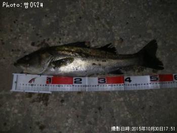 シーバス-2015-10-30 17:51
