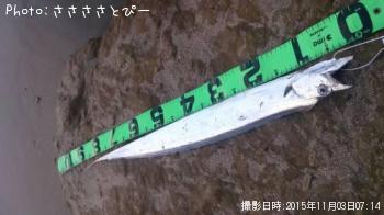 サーフ太刀魚-2015-11-3 7:14