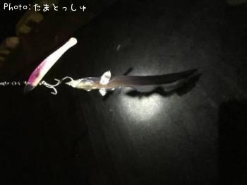太刀魚-2015-11-1 22:45