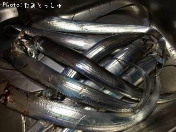 太刀魚-2015-10-26 22:11
